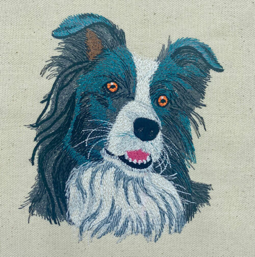 Border Collie sew out