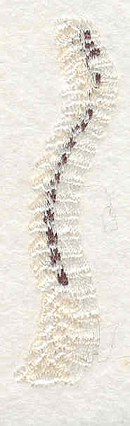 Embroidery Design: Spine 2  2.65" x 0.69"