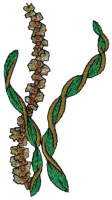 Embroidery Design: Trio of Seaweed2.15" x 4.00"