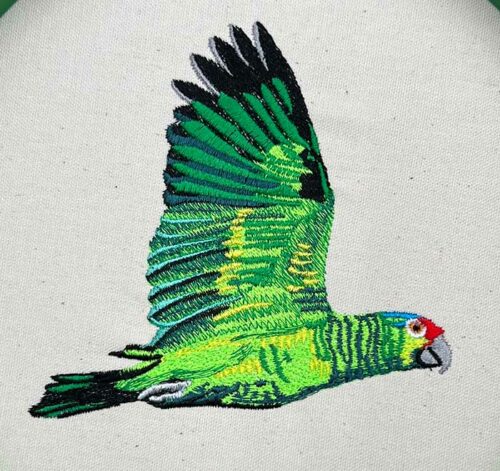 red crown parrot embroidery design