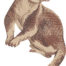 tree kangaroo embroidery design