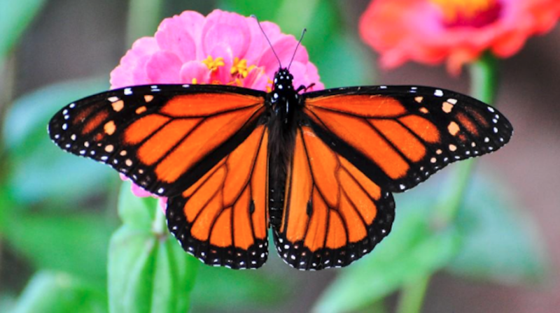 monarch butterfly image